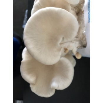 Mushroom Spawn bag 1.7kg  Pleurotus Ostreatus Queensland White Oyster - FREE SHIPPING